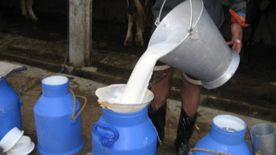 मूल्य नपाउँदा दूधको उत्पादन घटाउँदै किसान