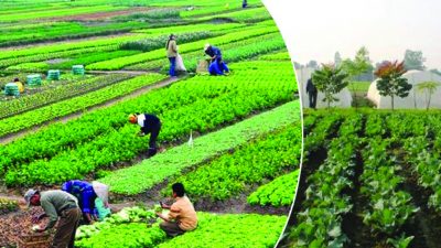 आगामी वर्षलाई ‘कृषि उत्पादनको राष्ट्रिय अभियान वर्ष’को रूपमा मनाइने