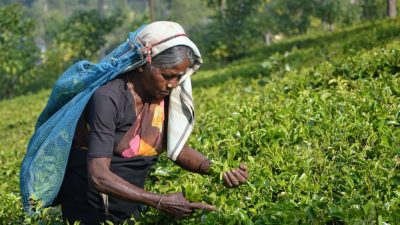 खेती गर्न श्रीलंकामा शुक्रबार सार्वजनिक विदा