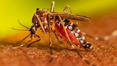 पाकिस्तानमा डेंगुको प्रकोप, ३० हजारभन्दा बढी संक्रमित