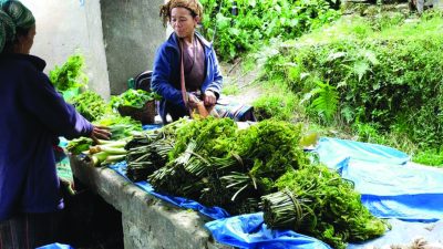 सोलुका ग्रामीण भेगका महिलाहरूका लागि घर धान्ने गतिलो स्रोत बन्दै निगुरो